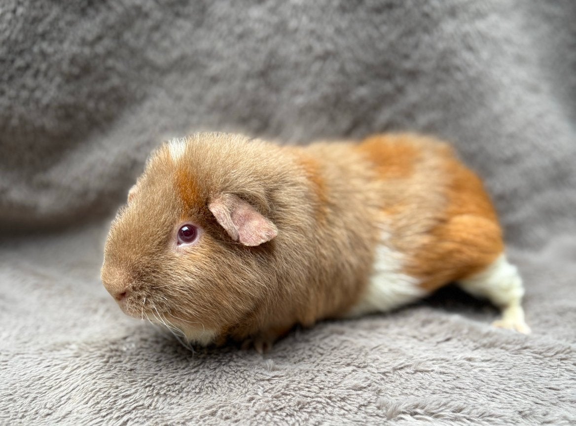Gecastreerde cavia beer, castraat Singa, September, Mannelijk, Cavia