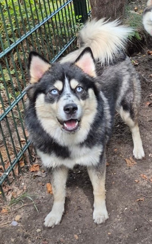 Pomsky pup 10 maanden, Dieren en Toebehoren, 15 weken tot 1 jaar, Overige rassen, Teef, Eén hond