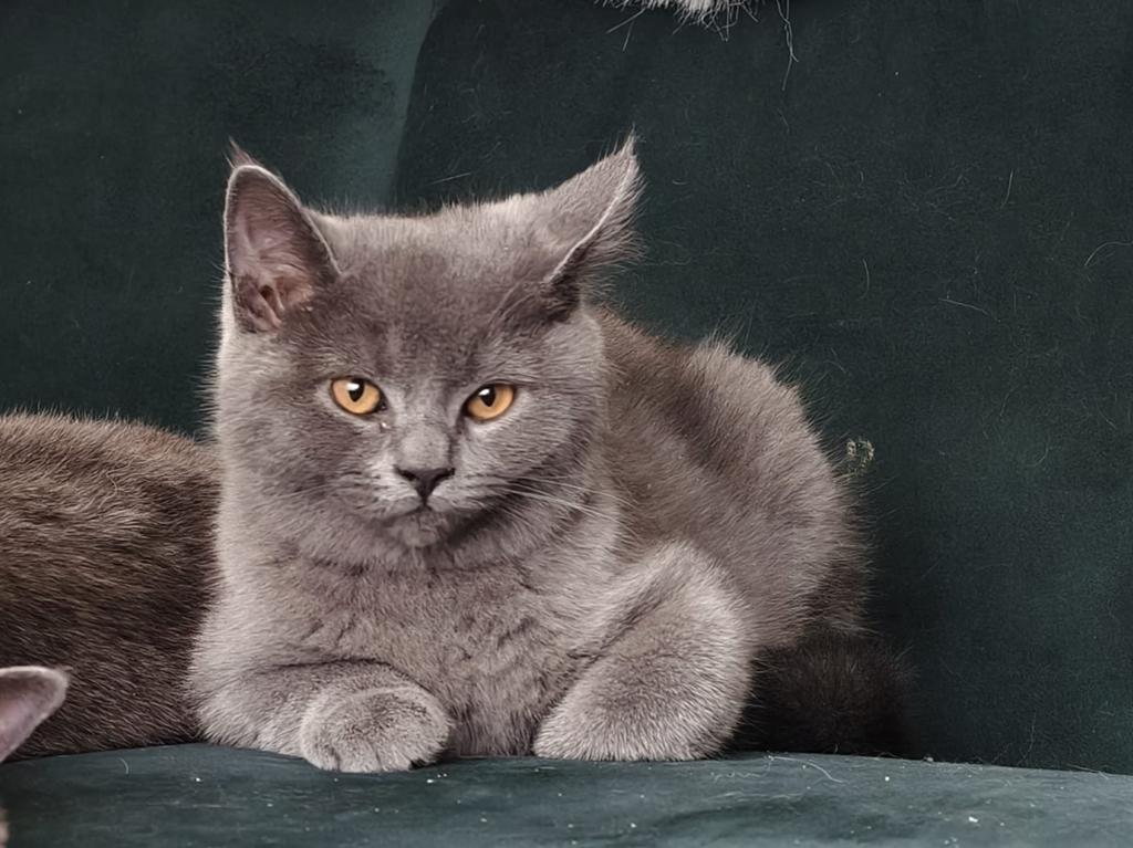 Selkirk Rex maal Britse korthaar kitten - Mannetje,
15 weken, Dieren en Toebehoren, Kater, Ontwormd, 0 tot 2 jaar