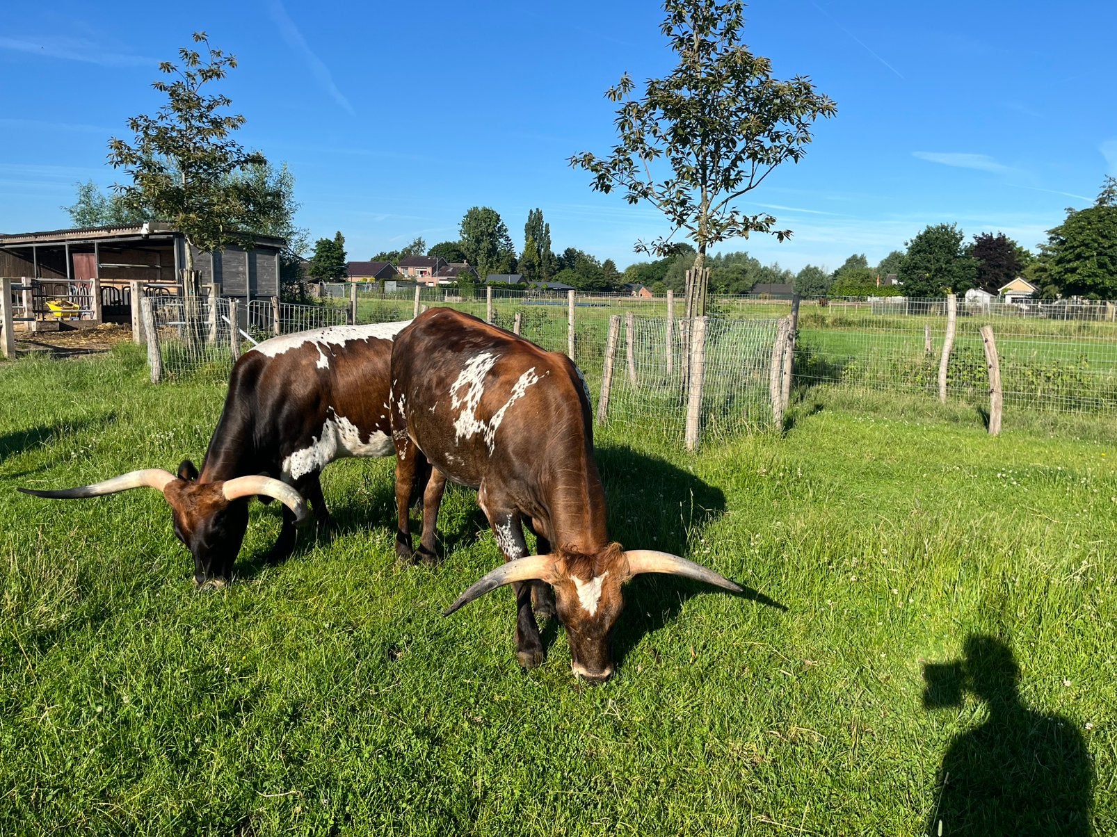 Texas Longhorns, Meerdere dieren