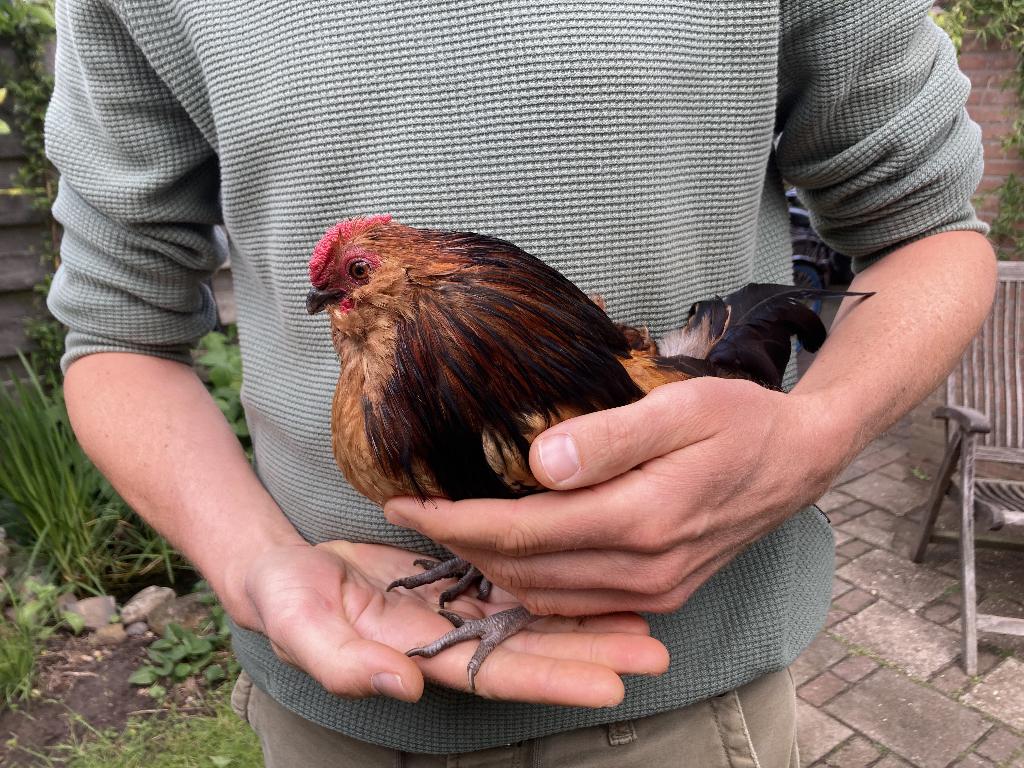 Tamme baardkriel-haan, Dieren en Toebehoren, Mannelijk, Kip