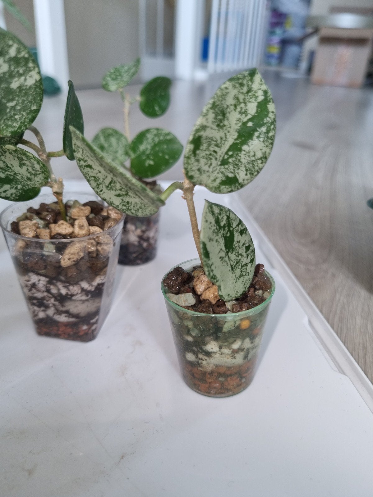 Hoya mathilde splash, Huis en Inrichting, Ophalen of Verzenden, Halfschaduw, Minder dan 100 cm