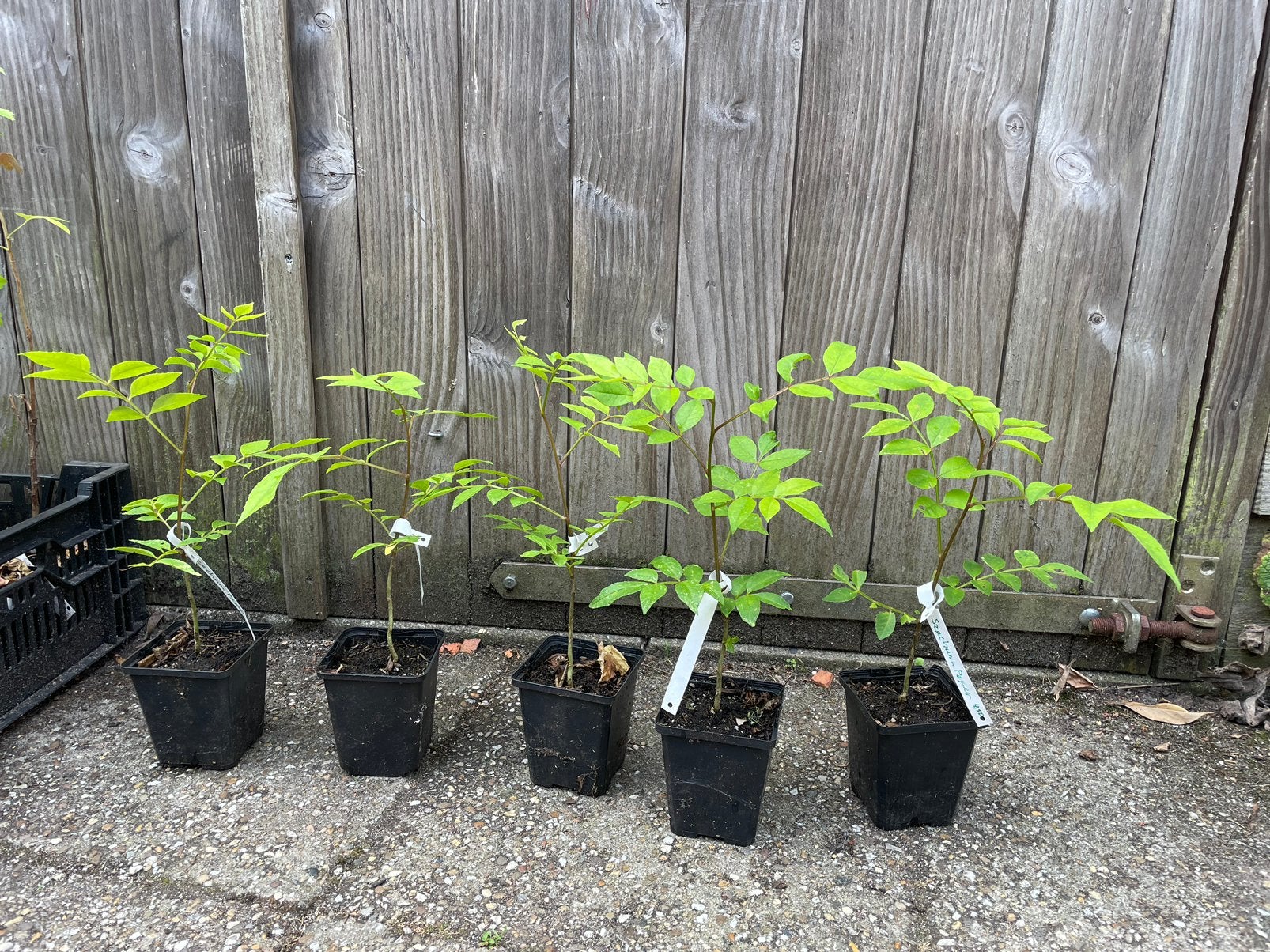 Szechuampeper (Zanthoxylum simulans), Tuin en Terras, Volle zon, Ophalen of Verzenden, Lente, Groenteplanten