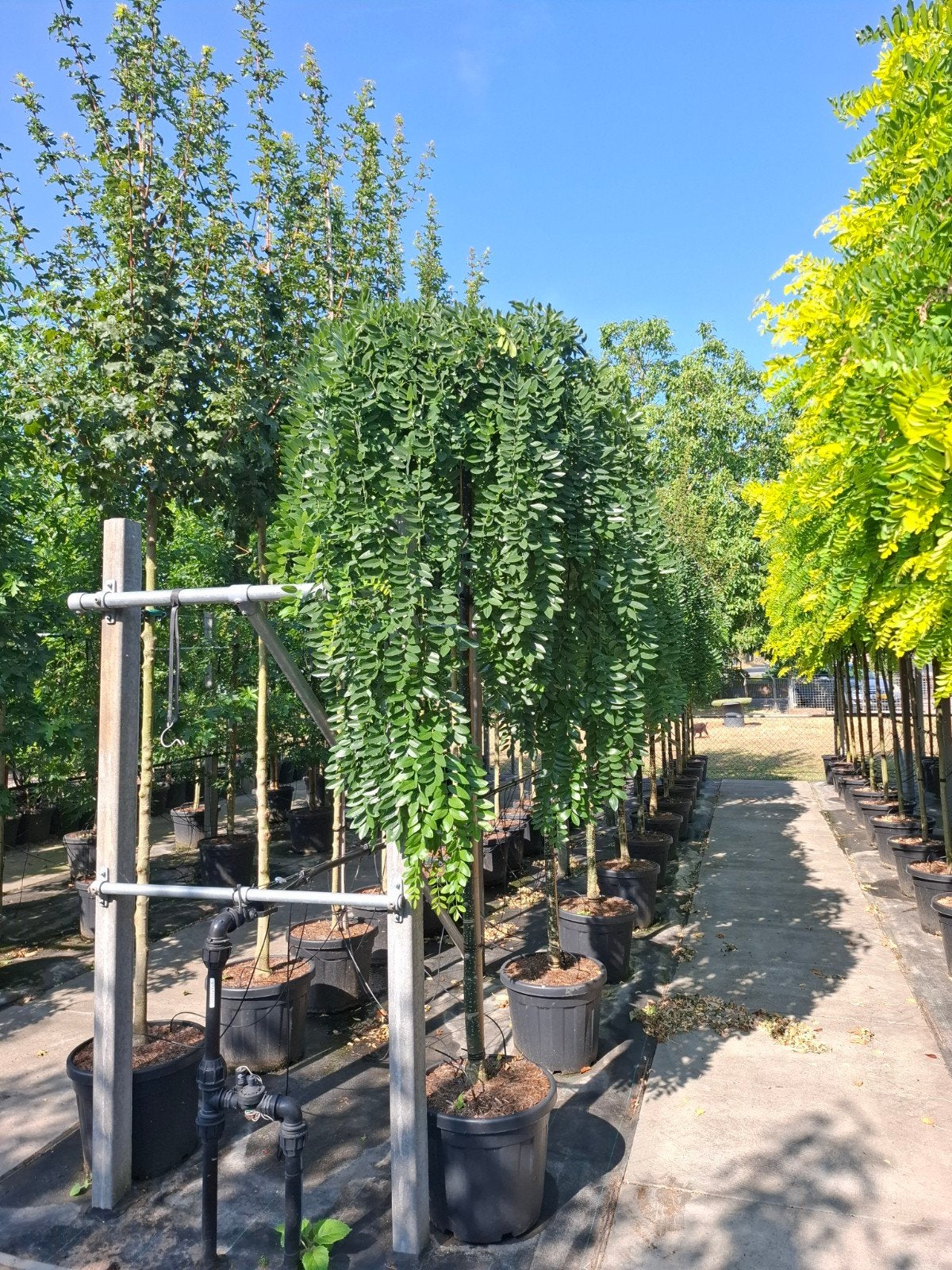 honingboom sophora pendula treurvorm treurboom, Tuin en Terras, Planten | Bomen, Overige soorten, Minder dan 100 cm, Ophalen, Volle zon