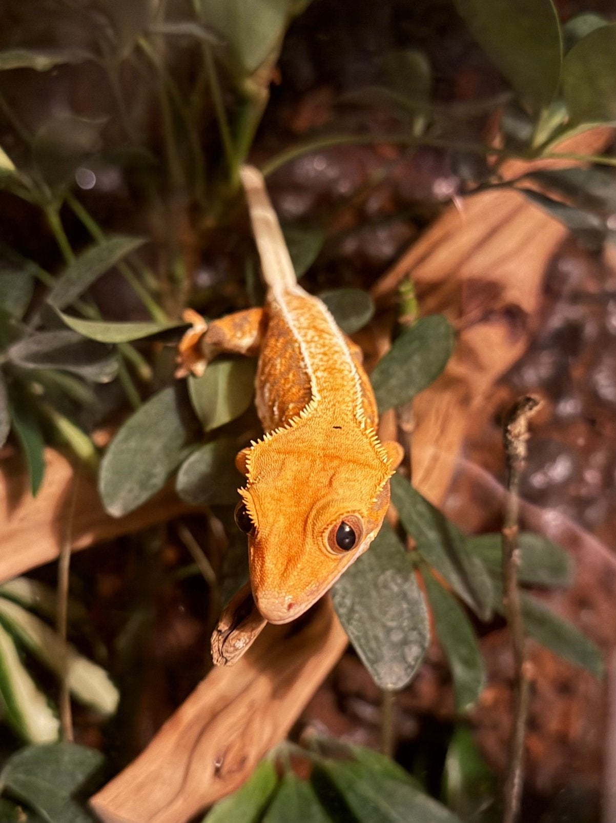 0.1 tricolor lillywhite wimpergekko Crested Gecko photo 2