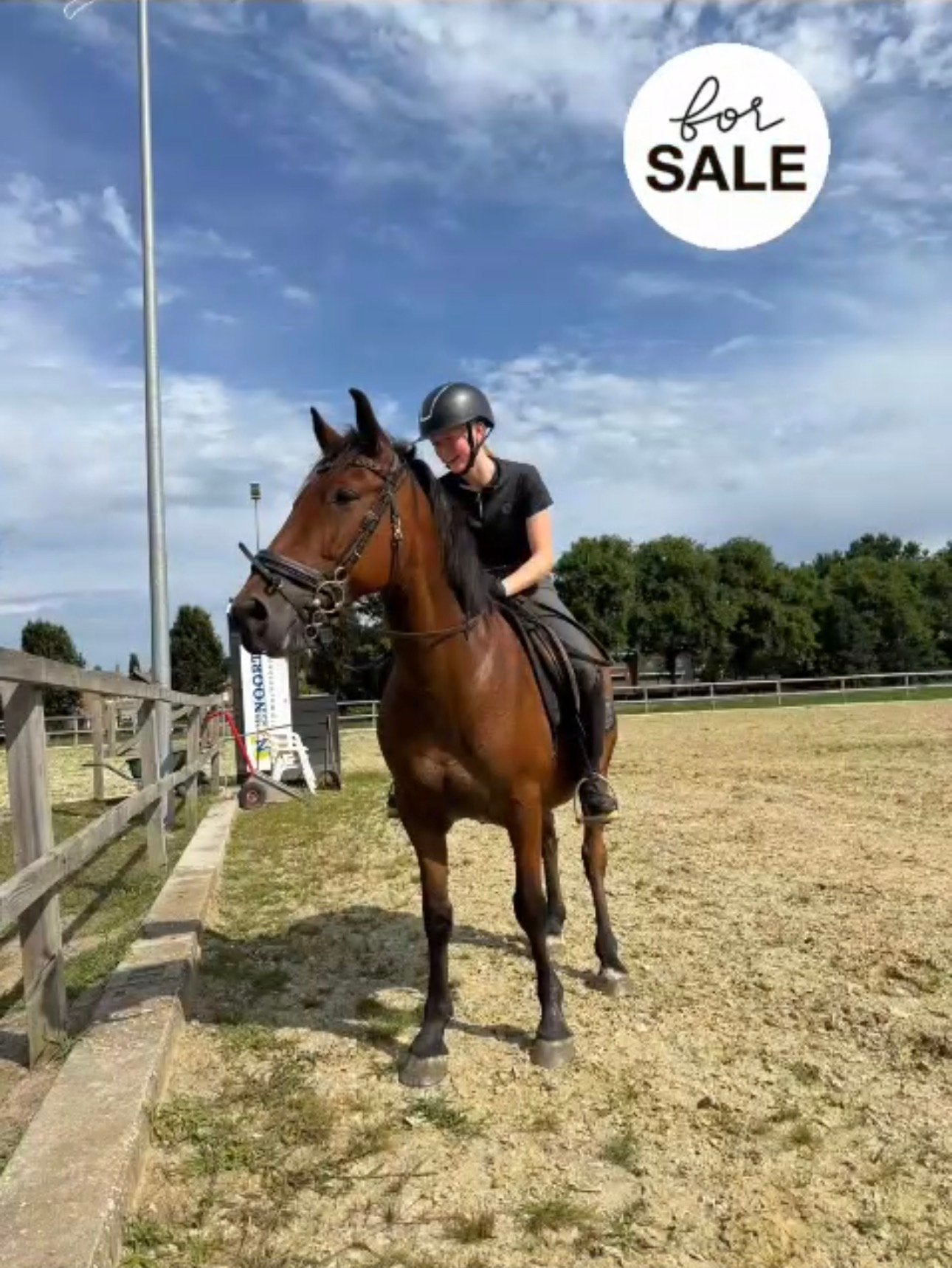 Leuke allround D-pony, Ruin, Niet van toepassing, Gechipt, 11 jaar of ouder