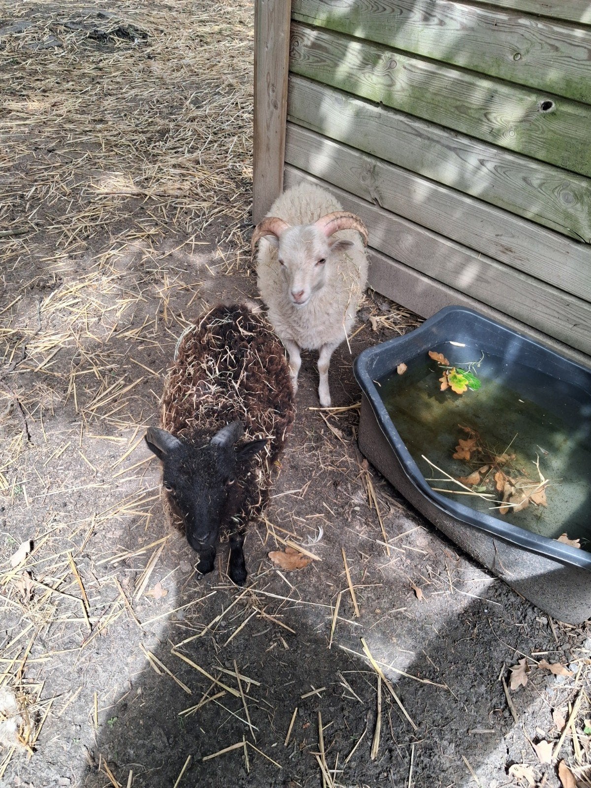 2 leuke rammetjes, Mannelijk, Schaap, 0 tot 2 jaar