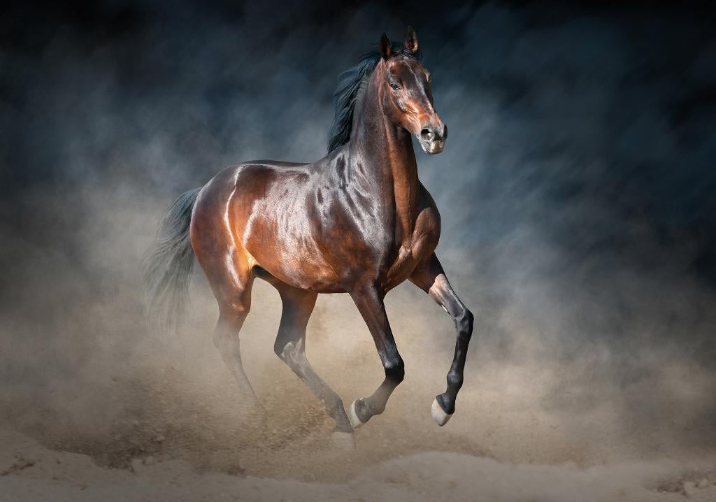 Paarden fotobehang Arabier, bruin paard galop *Muurdeco4kids, Verzenden, Bruin