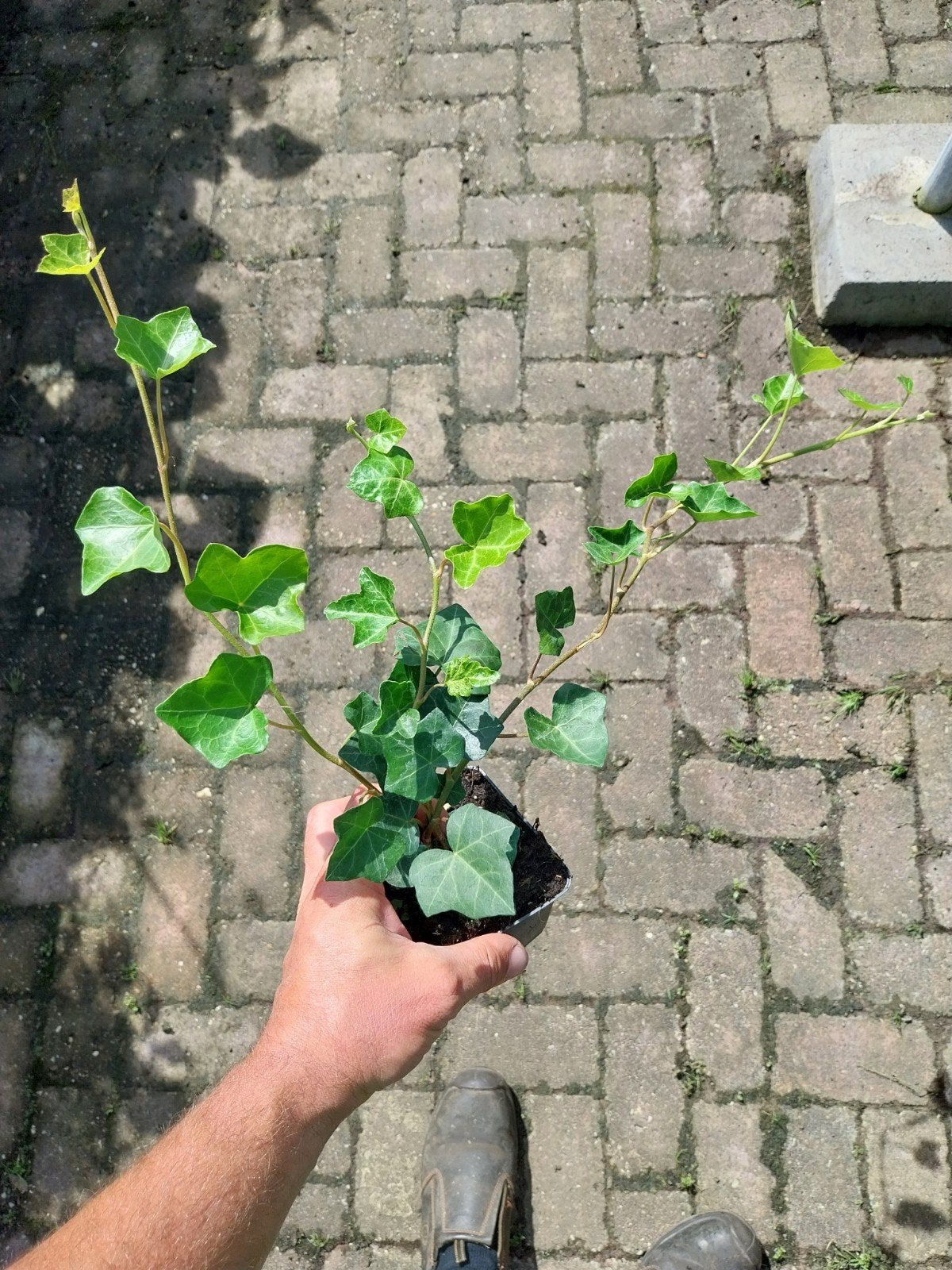Hedera Hibernica - Ierse Klimop, Ophalen, Vaste plant, Bloeit niet, Halfschaduw