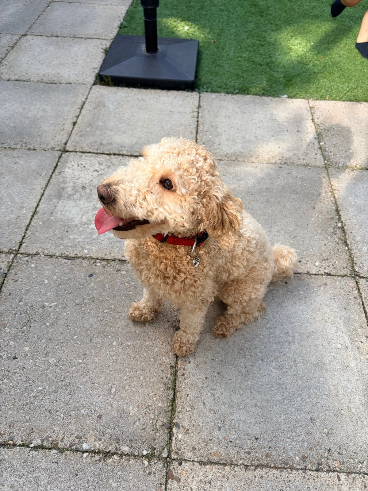 Middelslag Poedel reu 1 jaar, Reu, Eén hond, Middel, Nederland