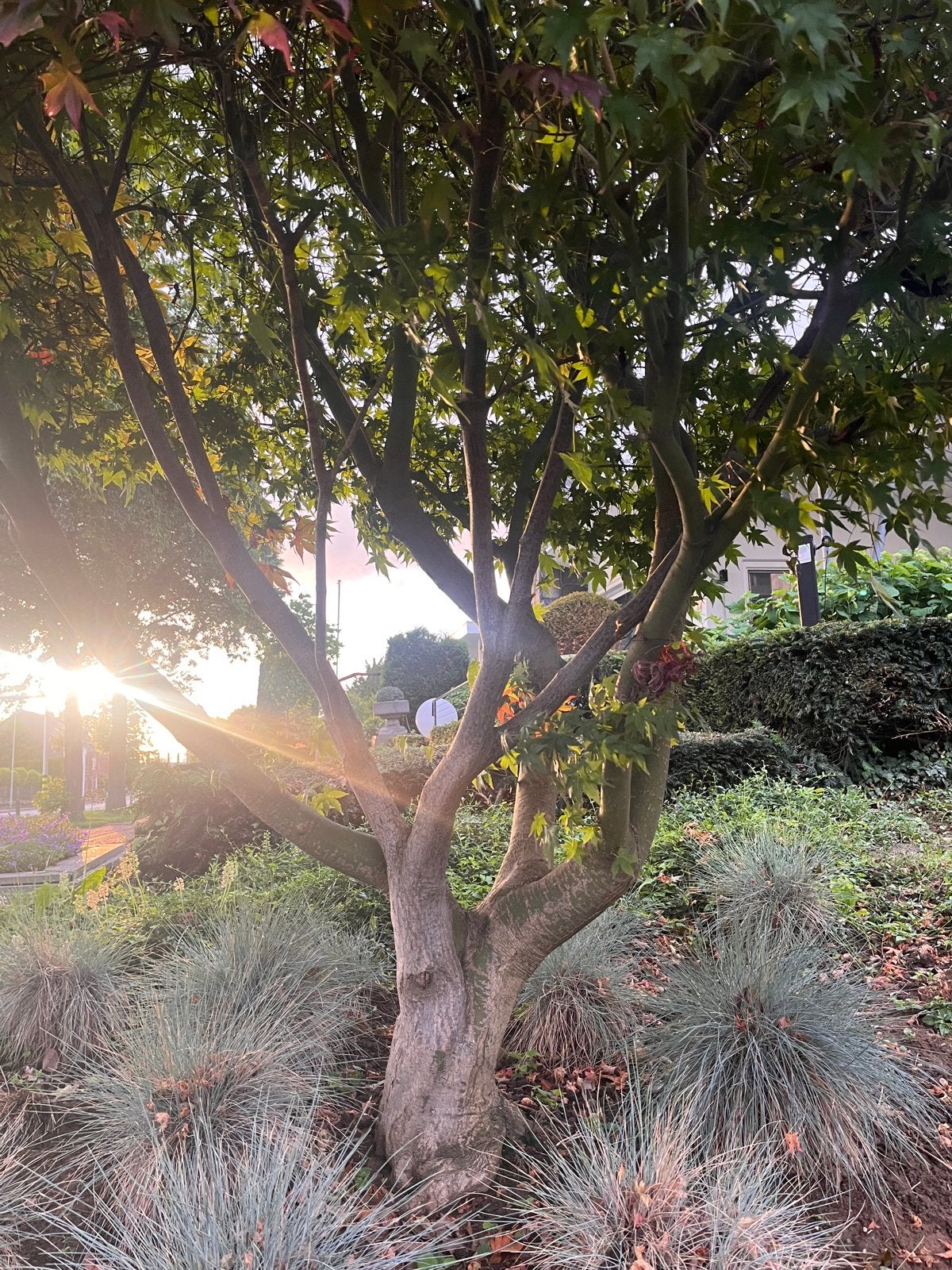 Mooie Japanse esdoorn (Acer palmatum), Tuin en Terras, Planten | Bomen, Bloeit niet, 250 tot 400 cm, Ophalen, Volle zon