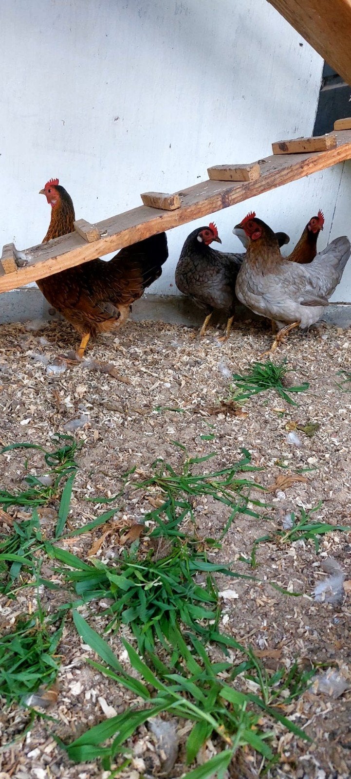 Kleine kipjes, 4 kippen gratis, Dieren en Toebehoren
