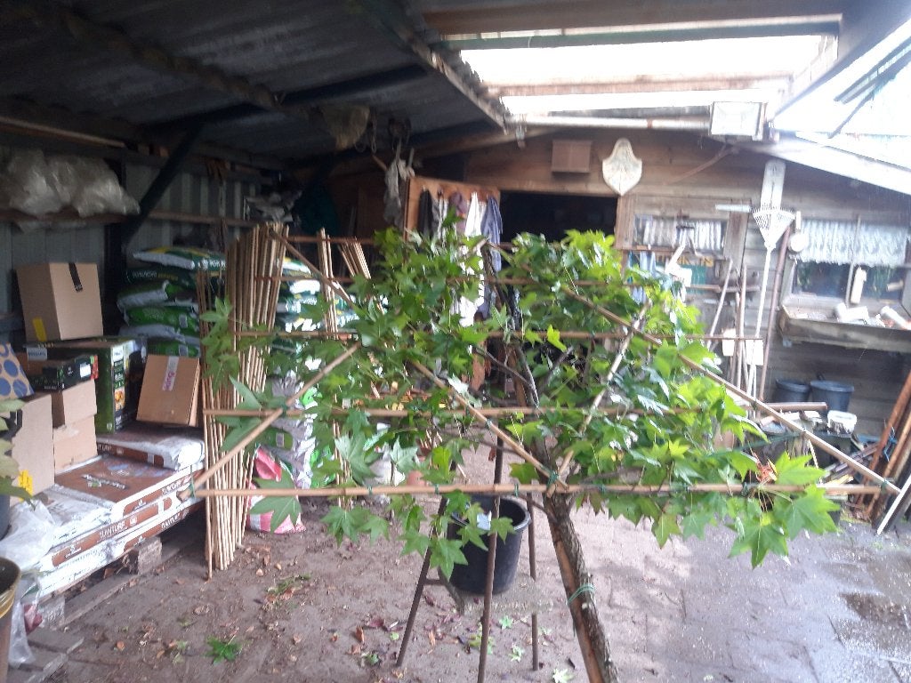 Liquidambar styraciflua als leiboom in pot, Bloeit niet, Leiboom, 250 tot 400 cm, Ophalen