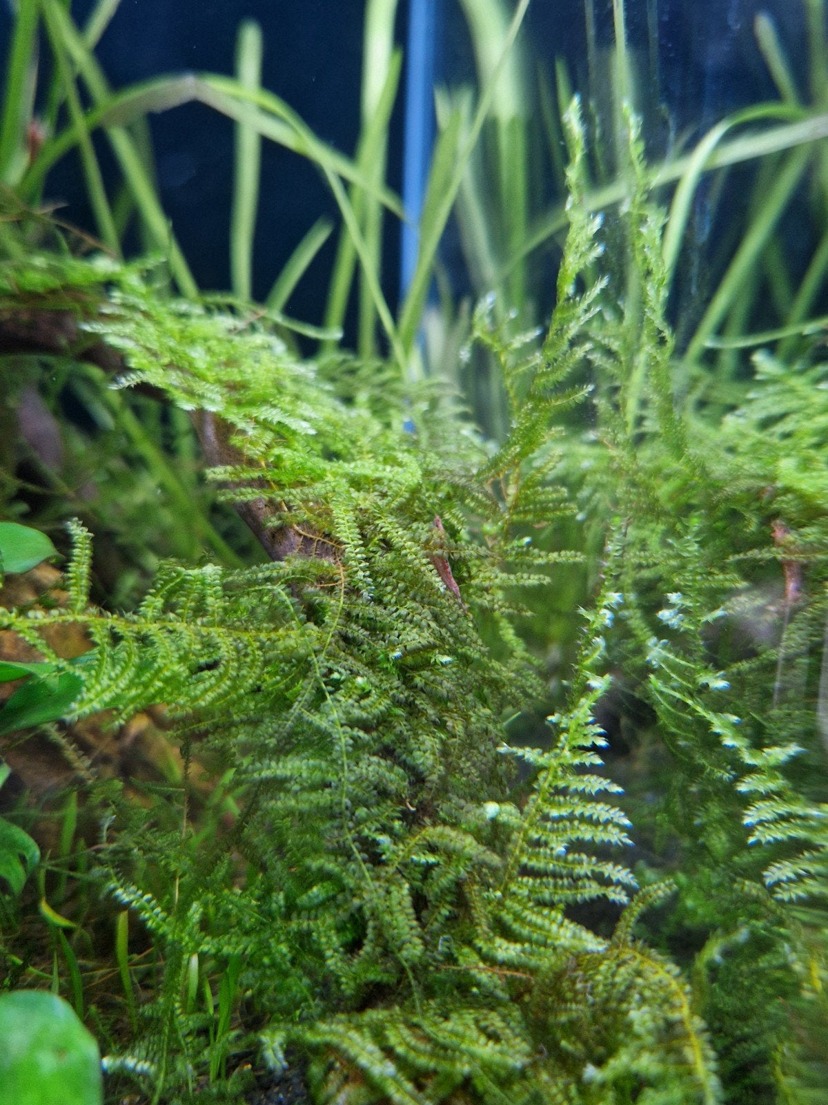 javamos aquarium mos, Ophalen, Plant(en), Steen of Hout