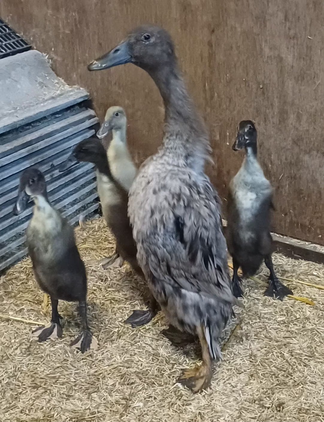 Indische loopeenden, Dieren en Toebehoren, Pluimvee, Eend, Meerdere dieren