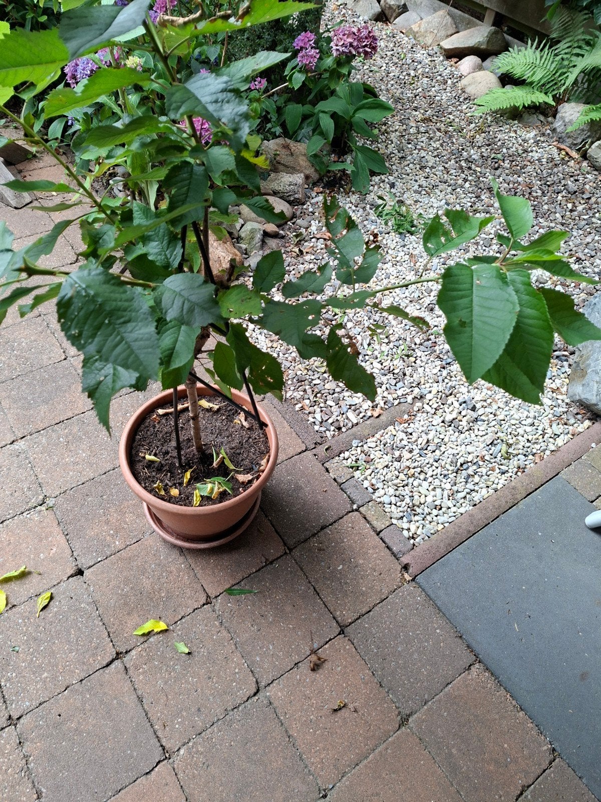Kersenboom, Ophalen, Lente, Overige soorten, In pot