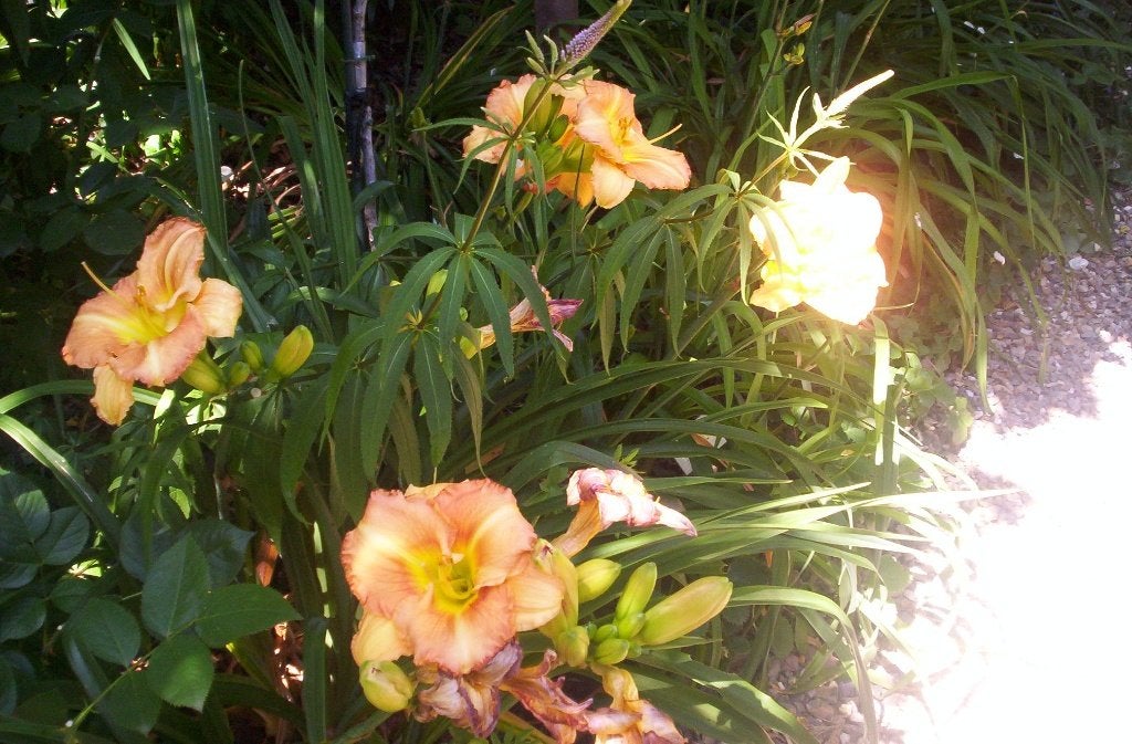 Te koop: Hemerocallissen, Tuin en Terras, Volle zon, Vaste plant, Zomer, Ophalen