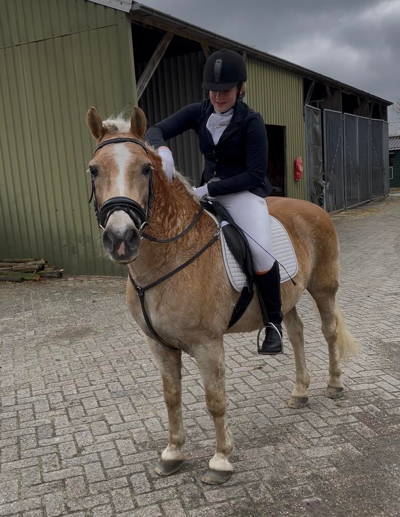 Stalling gezocht, Weidegang, 1 paard of pony