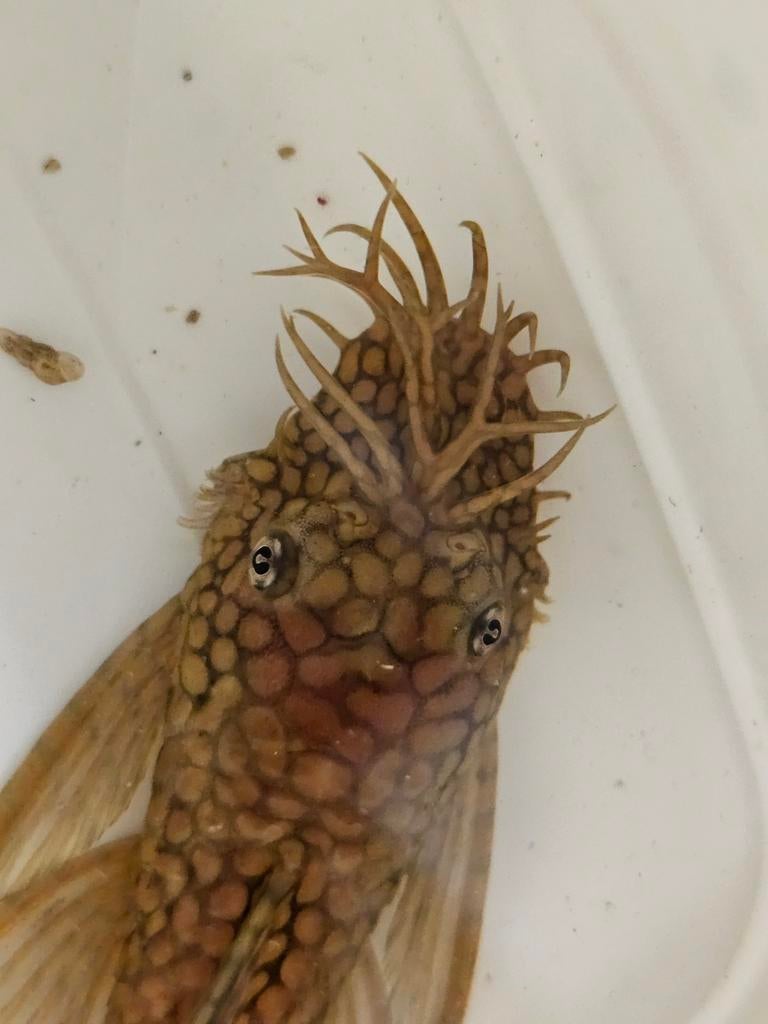 Ancistrus sp. `WABENMUSTER`   Honeycomb Bristlenose, Vis