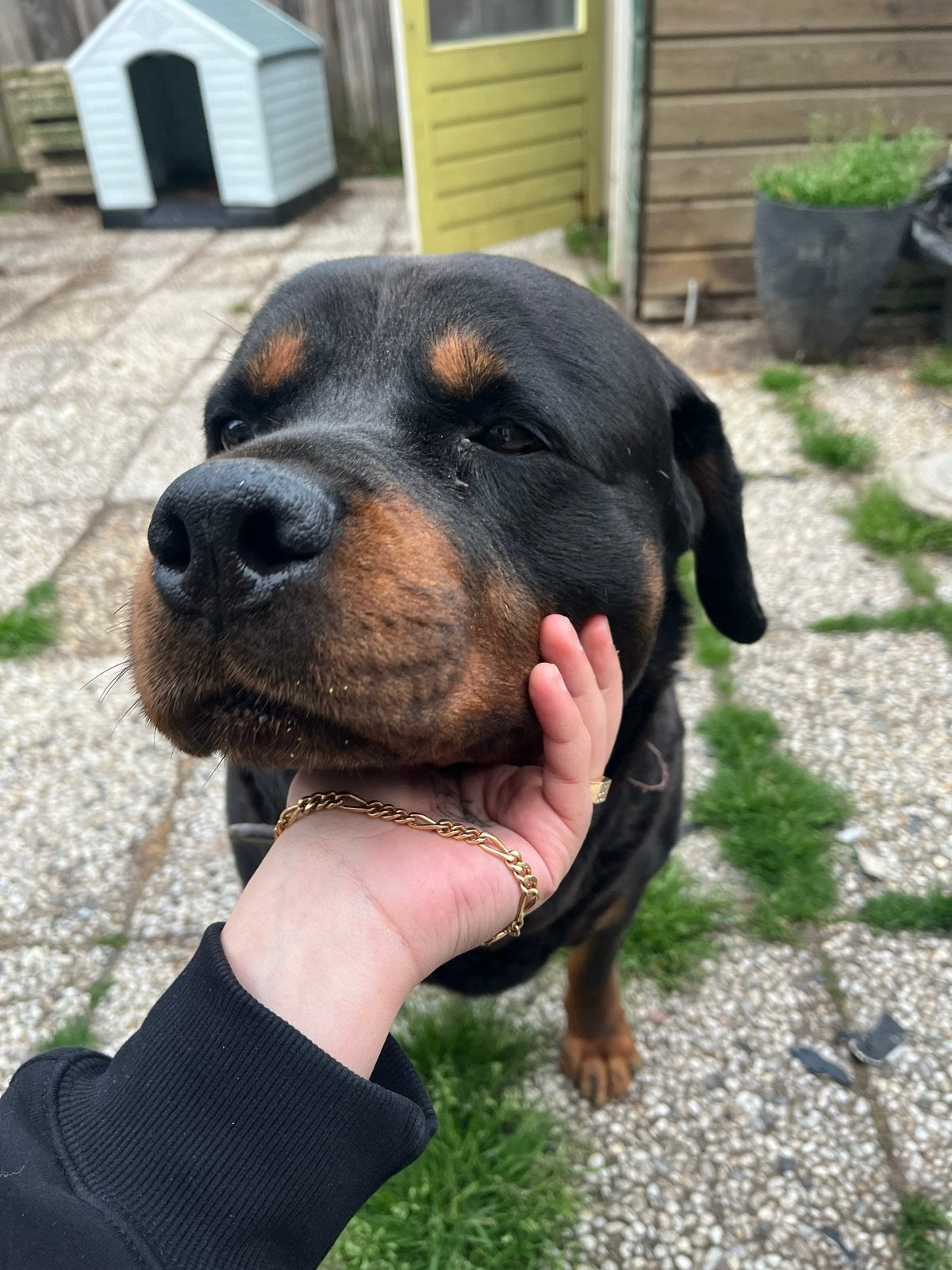 Rottweiler, 6 jaar of ouder, Reu, Parvo, Eén hond