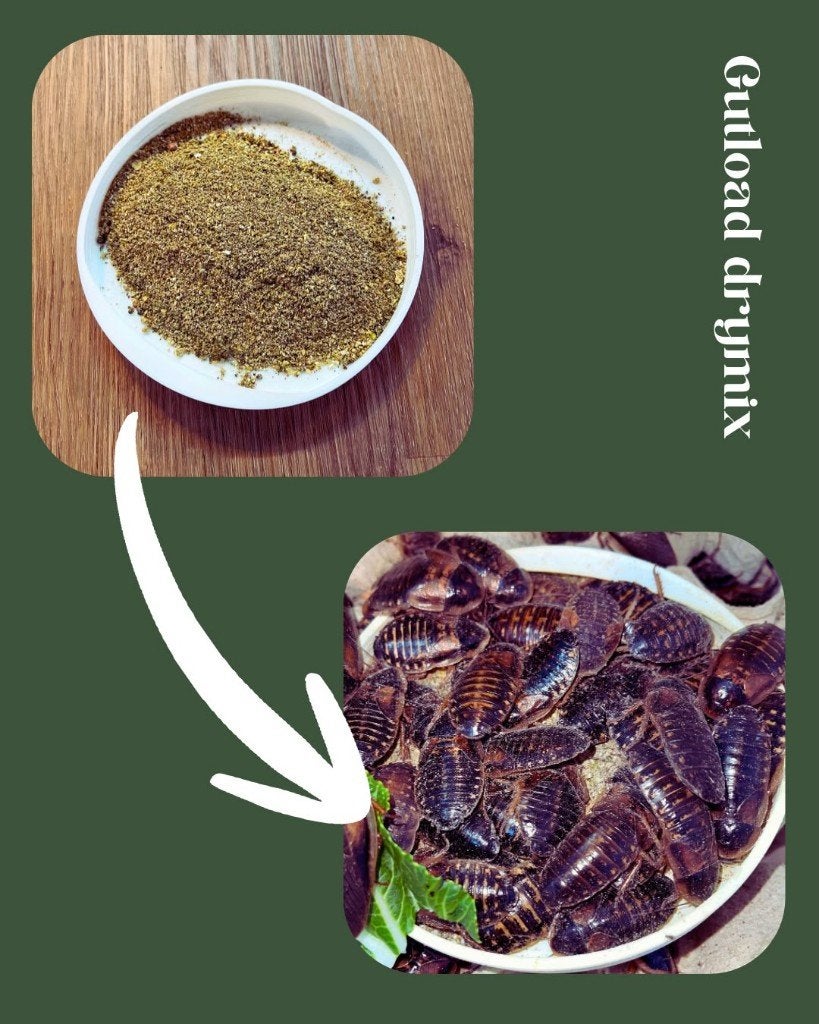 GUTLOAD DRYMIX – VOEDING VOOR GEZONDE VOEDERINSECTEN, 0 tot 2 jaar
