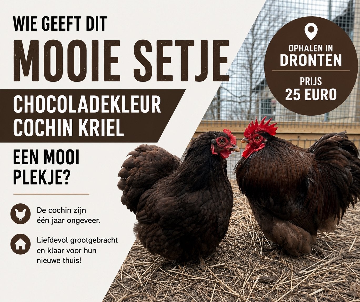 Cochin haan en hen chocolade, Dieren en Toebehoren, Meerdere dieren, Kip