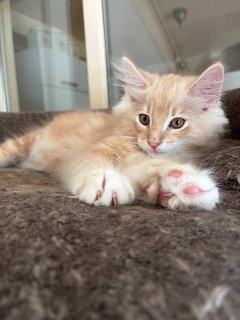Noorse boskat kittens, Dieren en Toebehoren, Meerdere dieren, Met stamboom, 0 tot 2 jaar