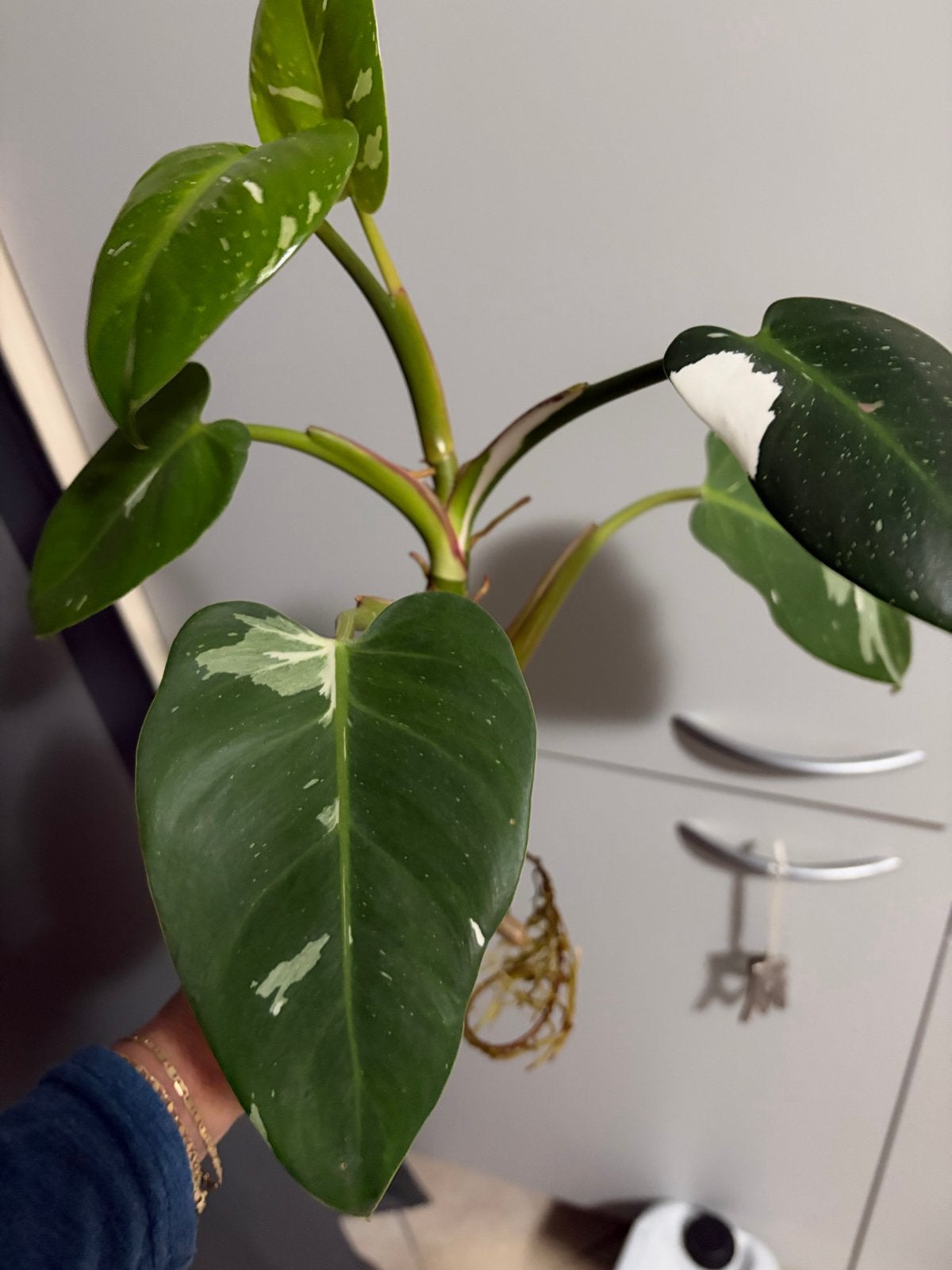 Goed gewortelde Philodendron White Princess stek, Huis en Inrichting, Kamerplanten, Ophalen
