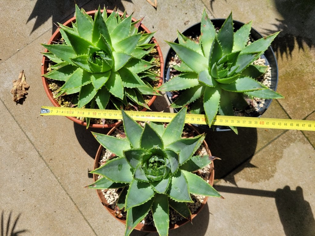 Aloe polyphylla, Overige soorten, Volle zon, Vaste plant, Ophalen of Verzenden
