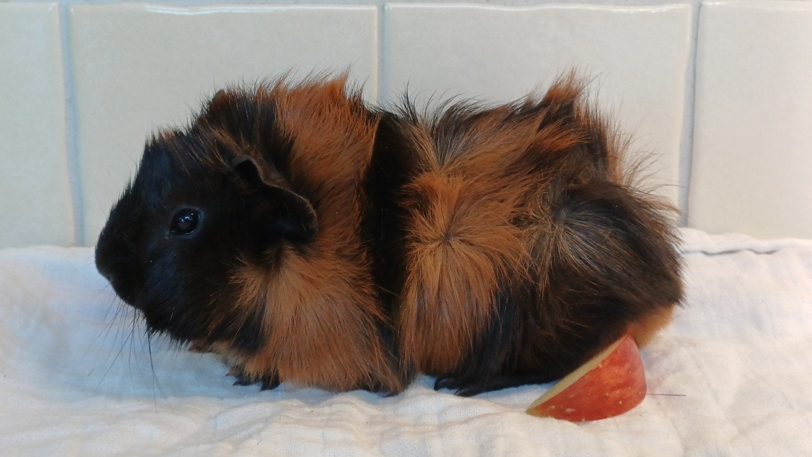 prachtig jong caviaatje - cavia beertje, Dieren en Toebehoren, Cavia, Mannelijk, Tam, September