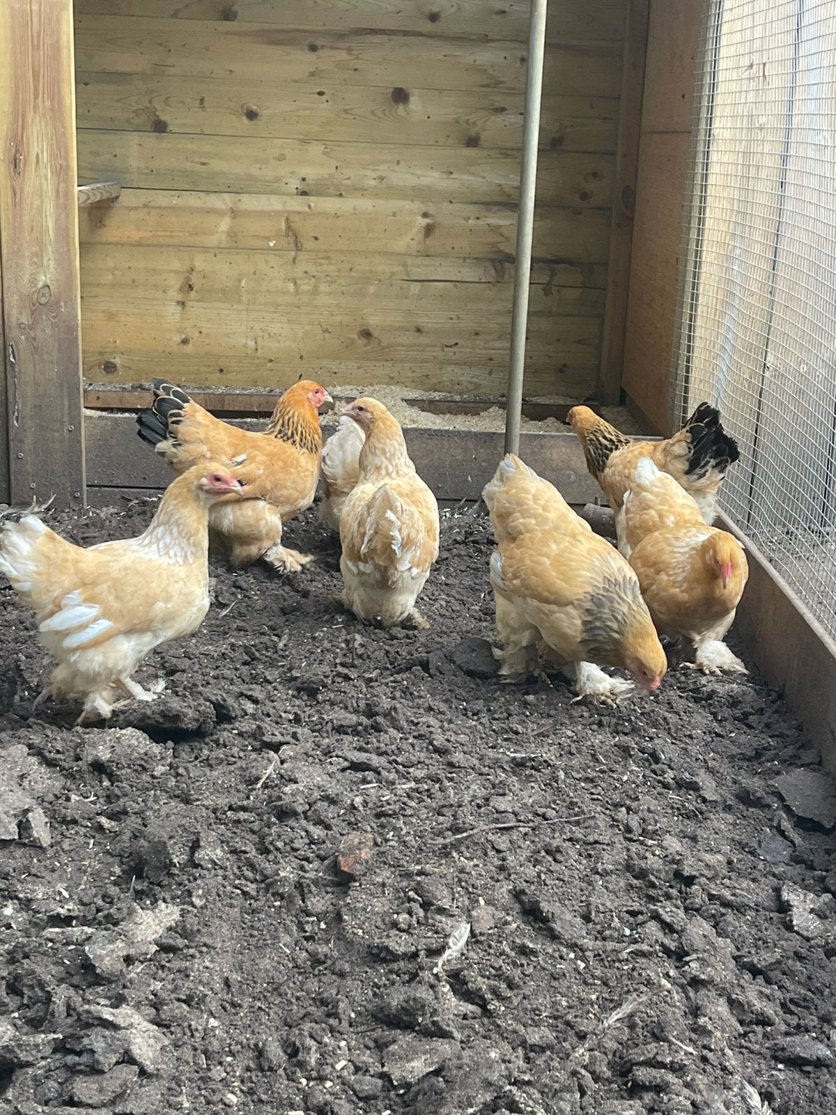 Wyandotte en Brahma kriel hennen van 2026 te koop, Dieren en Toebehoren, Vrouwelijk, Kip