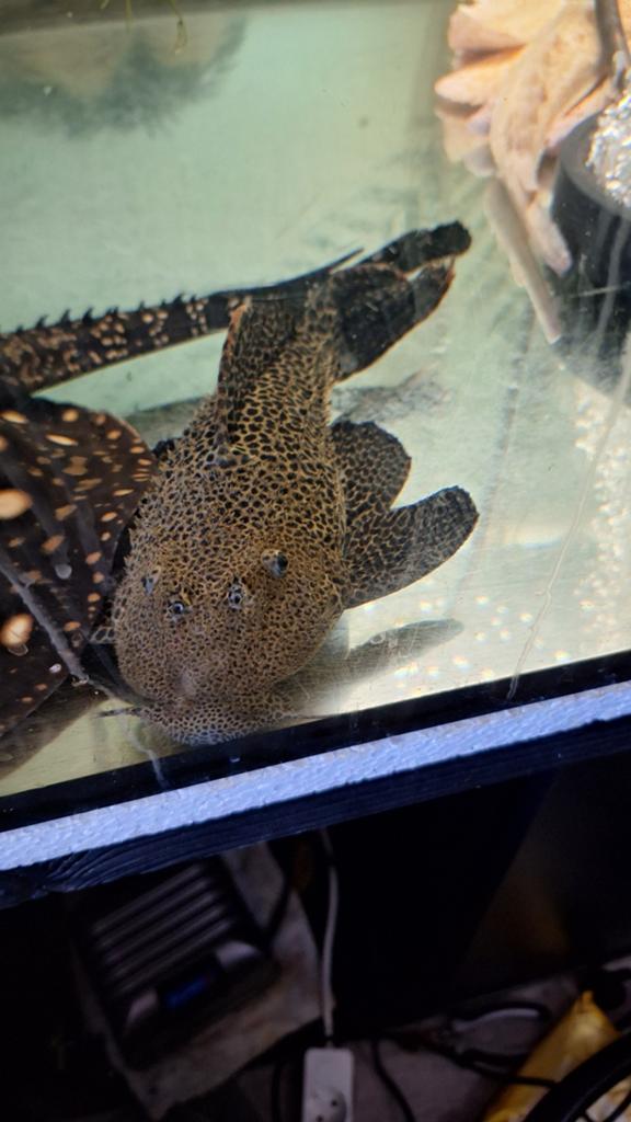 Cactus pleco L114 27cm T.E.A.B., Dieren en Toebehoren, Vis