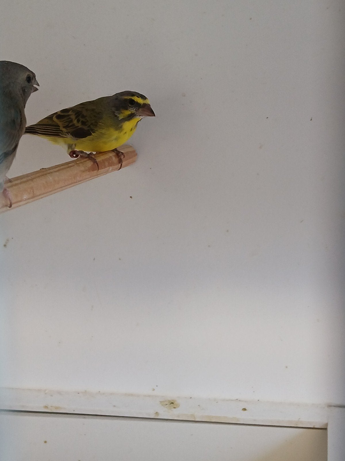mozambique sijsje, Mannelijk, Tropenvogel, Geringd