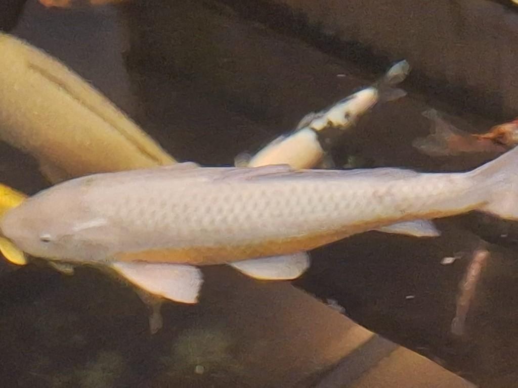 Geweldig mooie ochiba assagi, Karper of Koi