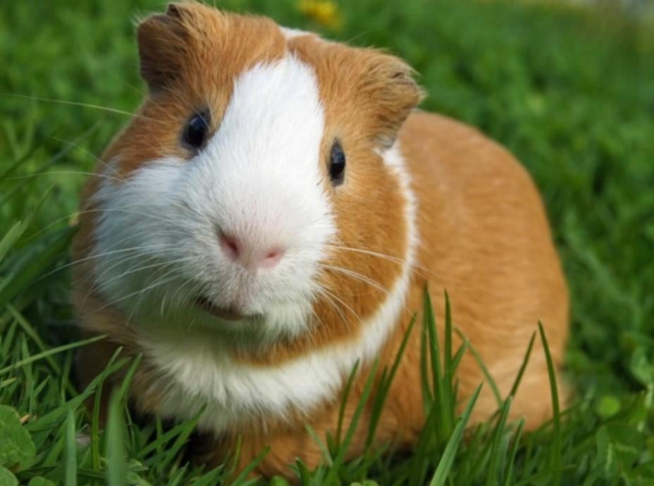 Oppas voor kleine huisdieren, Januari