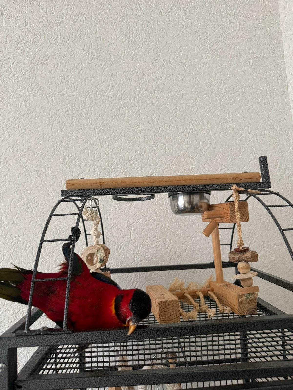 Hele jonge, tamme, en lieve Lori groenstaart papegaai, Vrouwelijk, Papegaai, Geringd