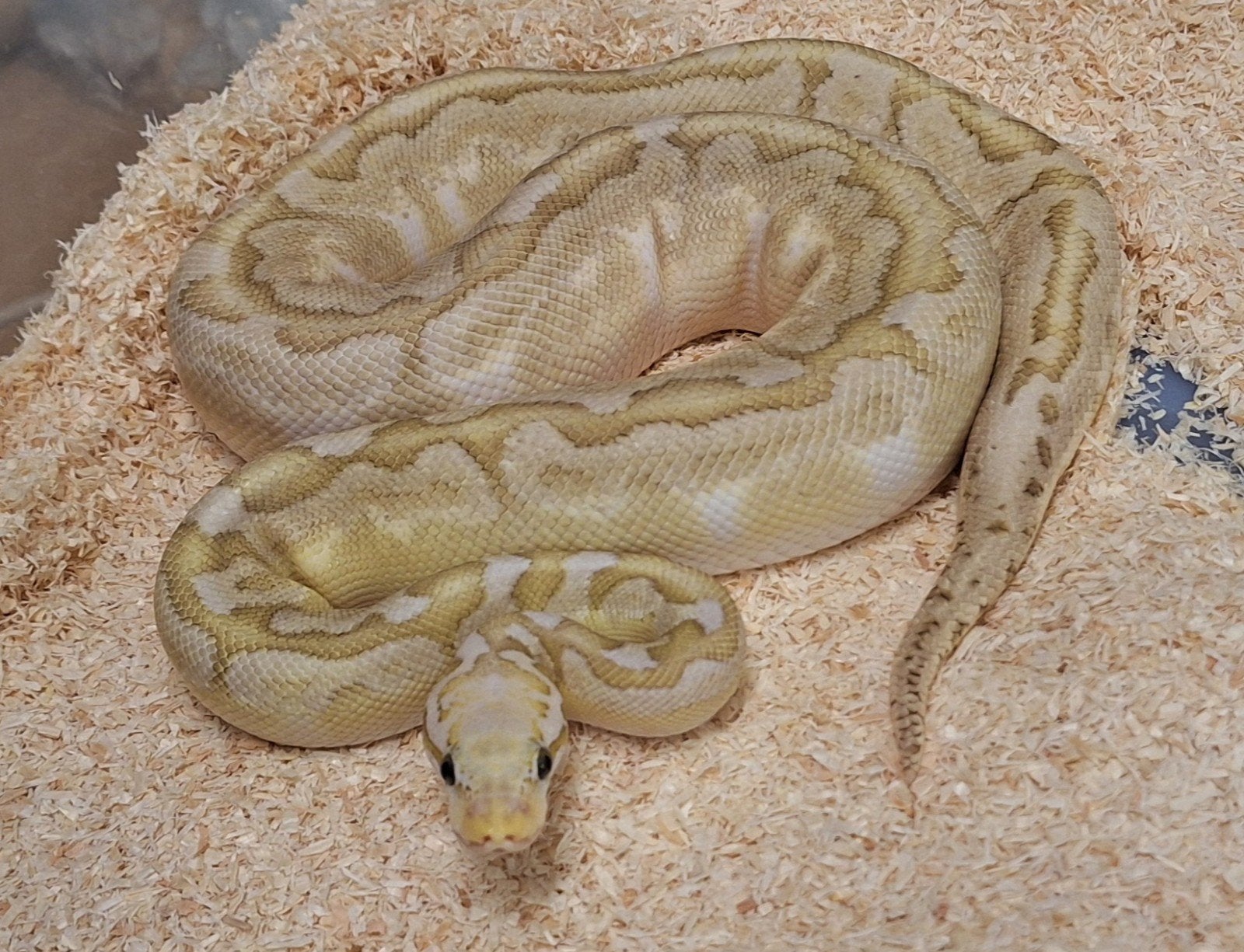 bamboo spotnose pastel 100%het clown