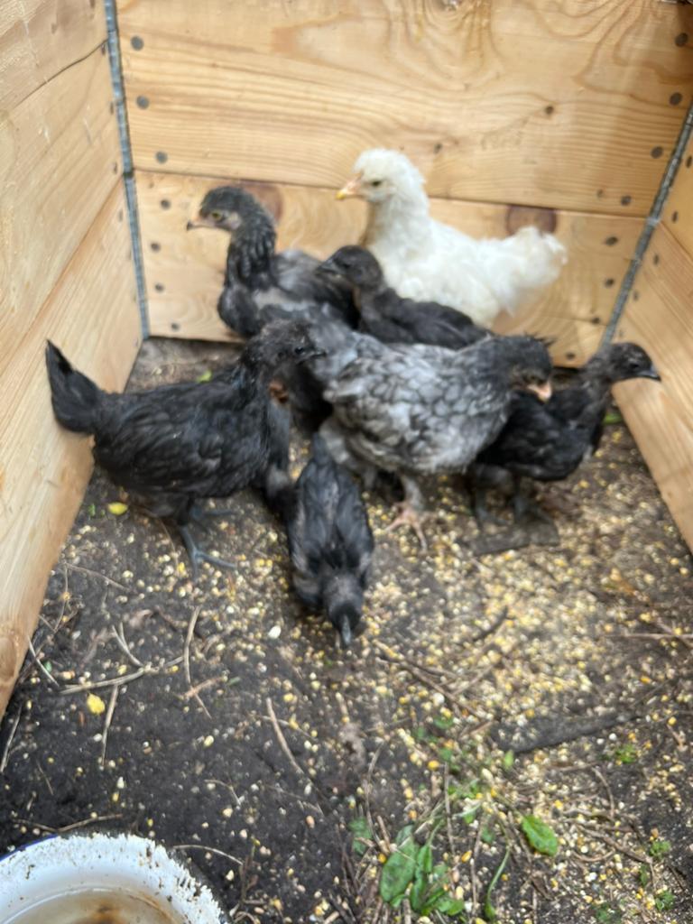 Ayam cemani kuikens, Dieren en Toebehoren, Pluimvee, Meerdere dieren, Kip