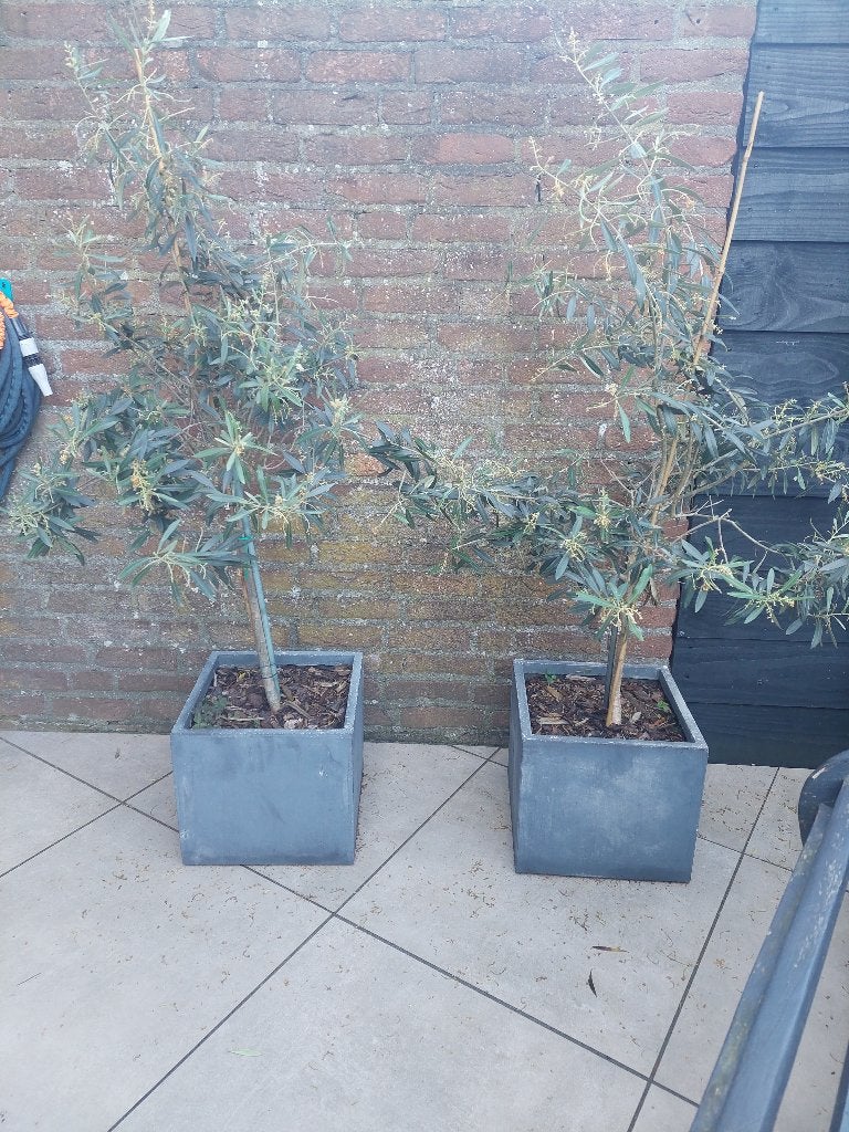 Olijfbomen in pot 2 stuks, Lente, 100 tot 250 cm, Olijfboom, Ophalen