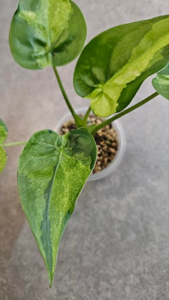 Alocasia Cucullata Aurea/Mint Variegata, Ophalen of Verzenden, Halfschaduw, Minder dan 100 cm