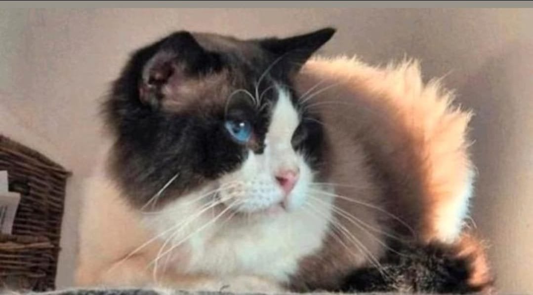 Ragdoll Dekkater ( niet te koop), Dieren en Toebehoren, Katten en Kittens | Dekkaters, 6 jaar of ouder