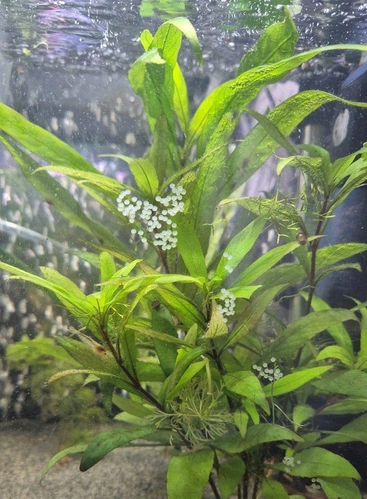 Corydoras Goldlazer kweekgroep 16st., Dieren en Toebehoren, Vissen | Aquariumvissen, Vis