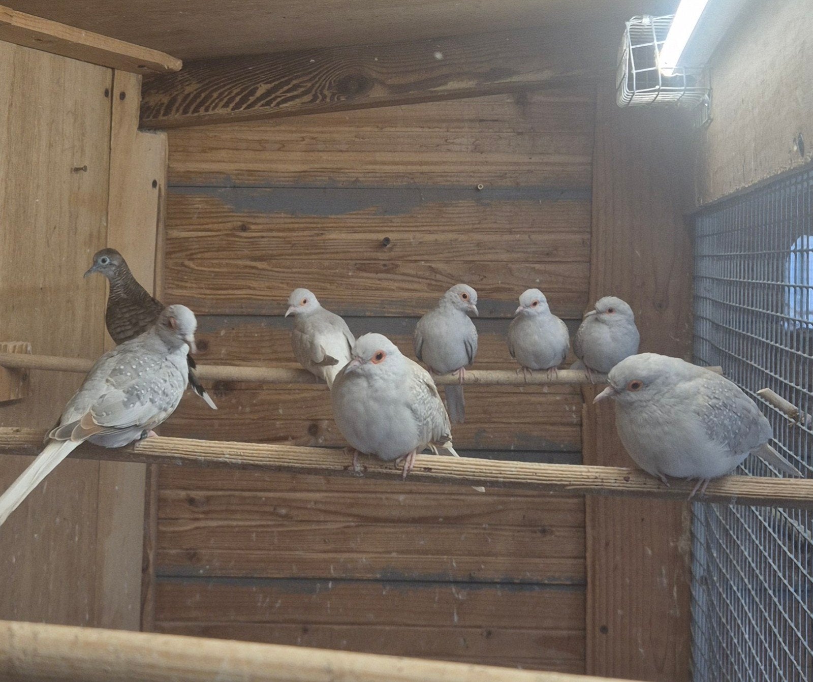 Dianantduifjes, Dieren en Toebehoren, Vogels | Overige Vogels, Meerdere dieren