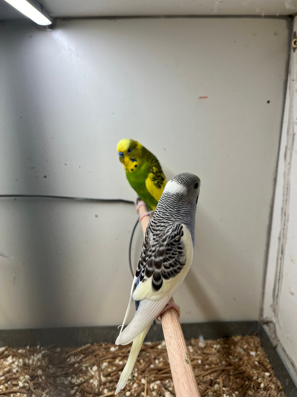 Jonge grasparkieten, Dieren en Toebehoren, Vogels | Parkieten en Papegaaien, Meerdere dieren, Parkiet