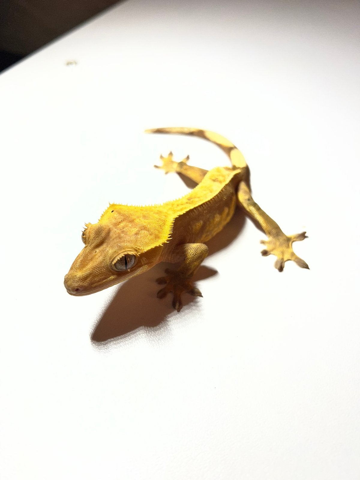 Wimpergekko inclusief Exo terrarium, Hagedis, Met terrarium, 0 tot 2 jaar