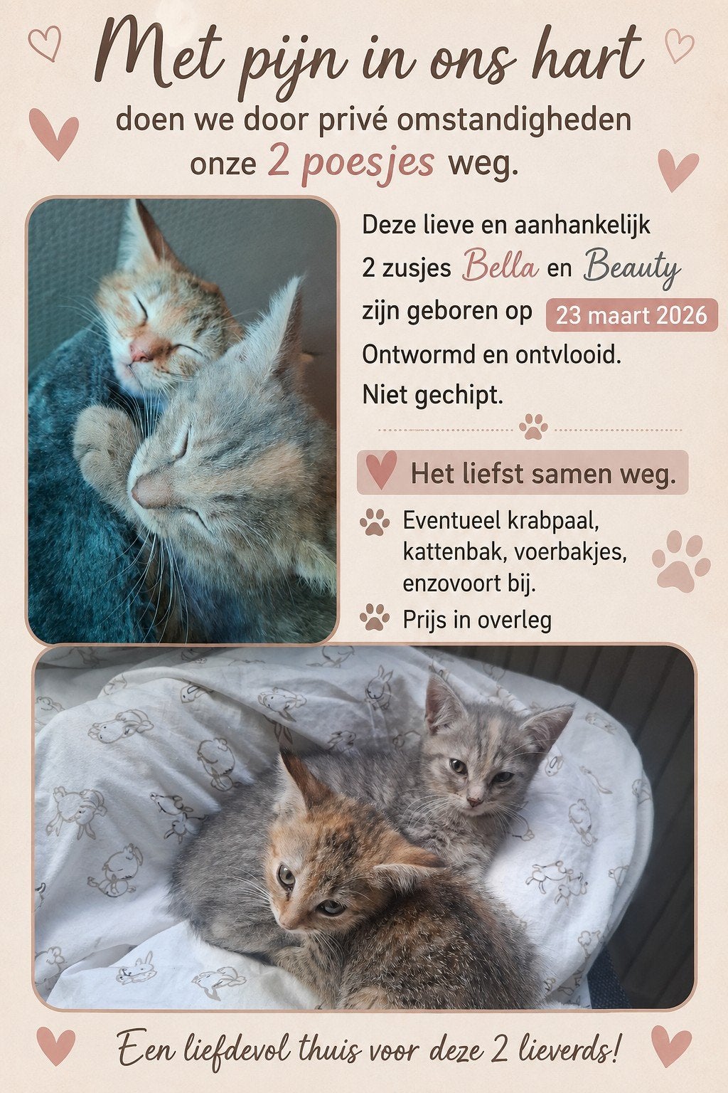 2 lieve kittens, Meerdere dieren