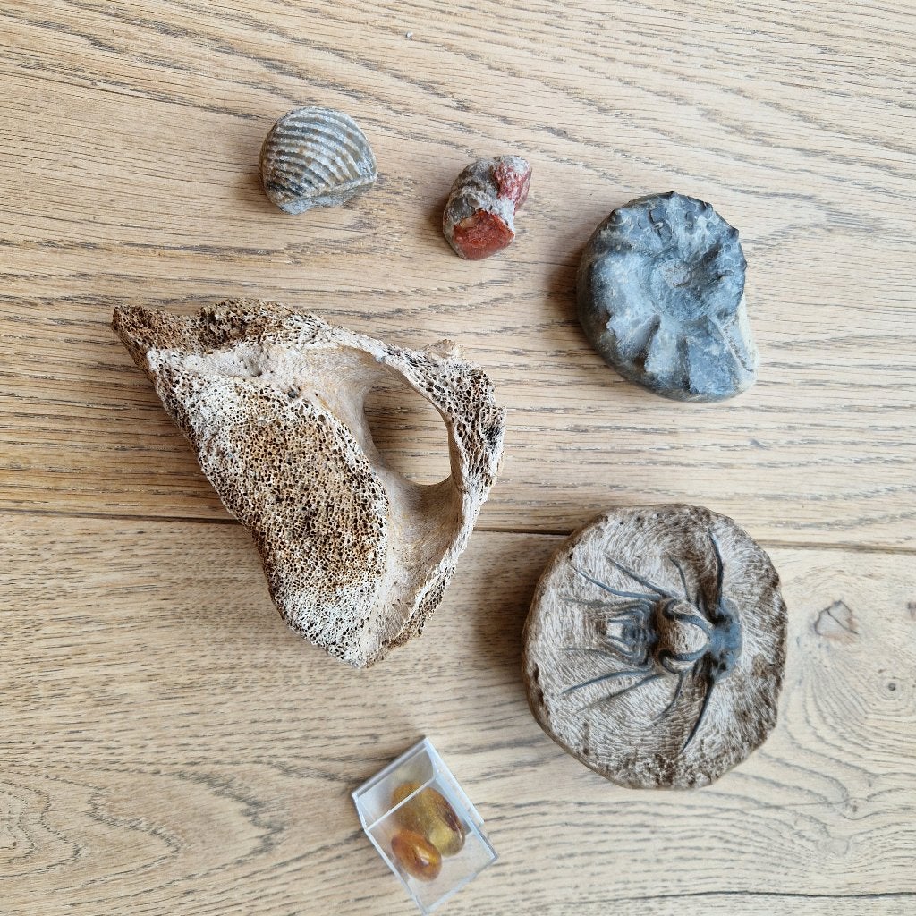 Fossielen, Ophalen of Verzenden, Fossiel