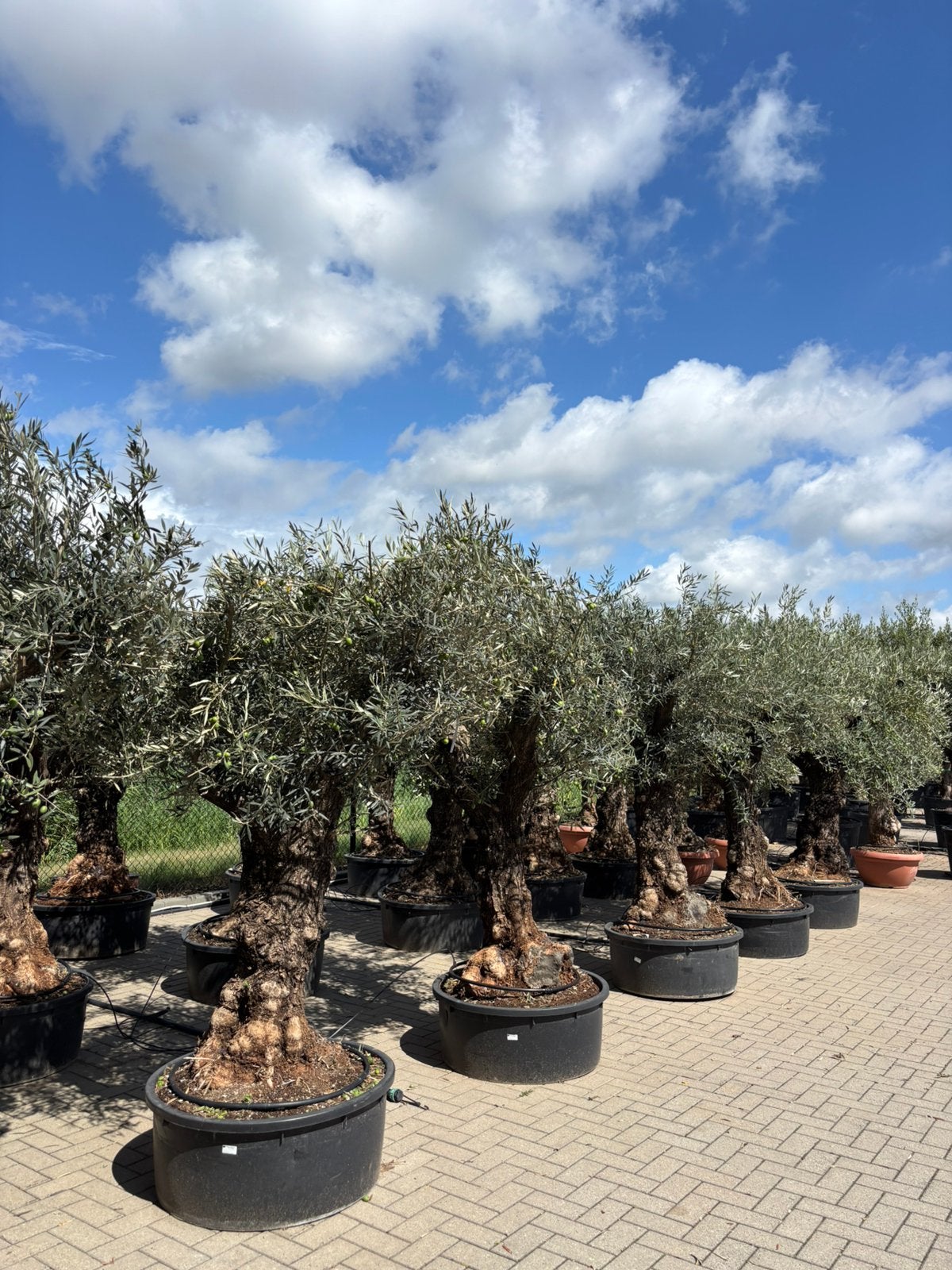 Olea europaea Hojiblanca - oude grillige stammen, 100 tot 250 cm, Olijfboom, Zomer, Ophalen
