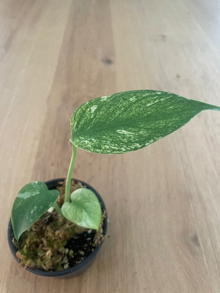 Monstera mint variegata, Huis en Inrichting, Overige soorten, In pot, Minder dan 100 cm, Groene kamerplant