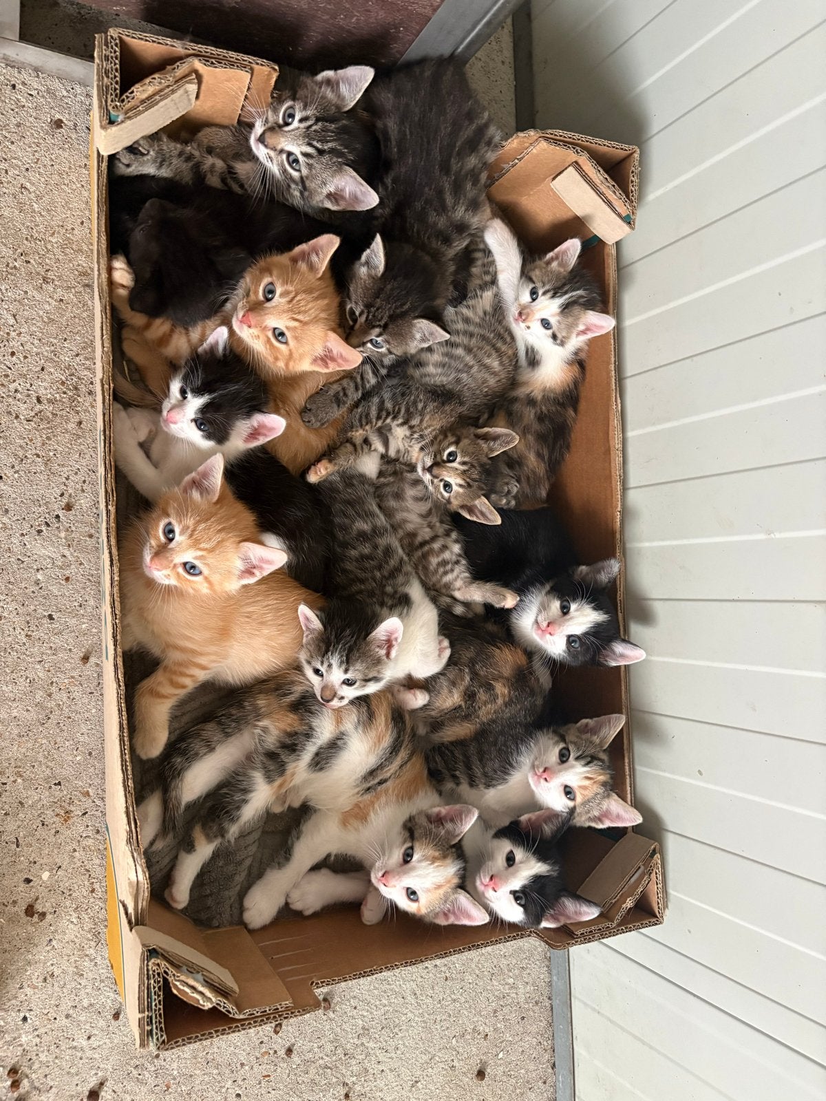 Lieve kittens, Dieren en Toebehoren, Meerdere dieren, Kortharig, 0 tot 2 jaar